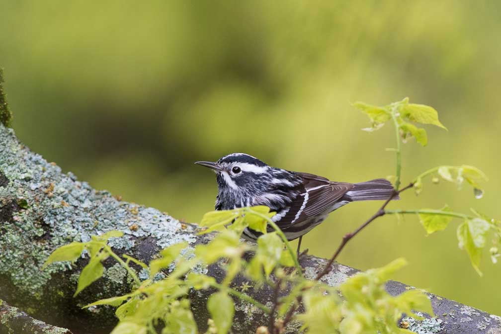 Canon EOS 7D Mark II  --  EF600mm f/4L IS II USM -- 1/400 sec at f / 5.0 -- ISO 1600 -- 2/3 EV -- 