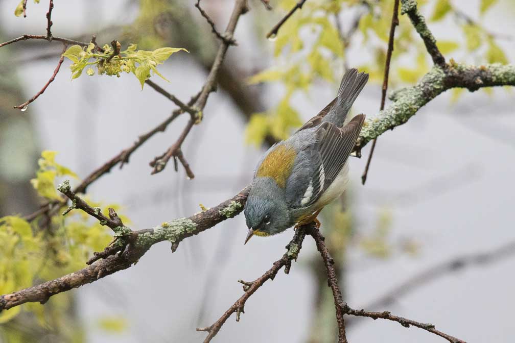 Canon EOS 7D Mark II  --  EF600mm f/4L IS II USM -- 1/1600 sec at f / 5.0 -- ISO 2500 -- 2/3 EV -- 