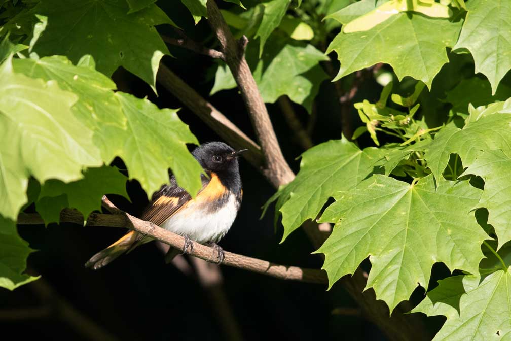 Canon EOS 7D Mark II  --  EF600mm f/4L IS II USM -- 1/3200 sec at f / 4.5 -- ISO 1600 -- 2/3 EV -- 