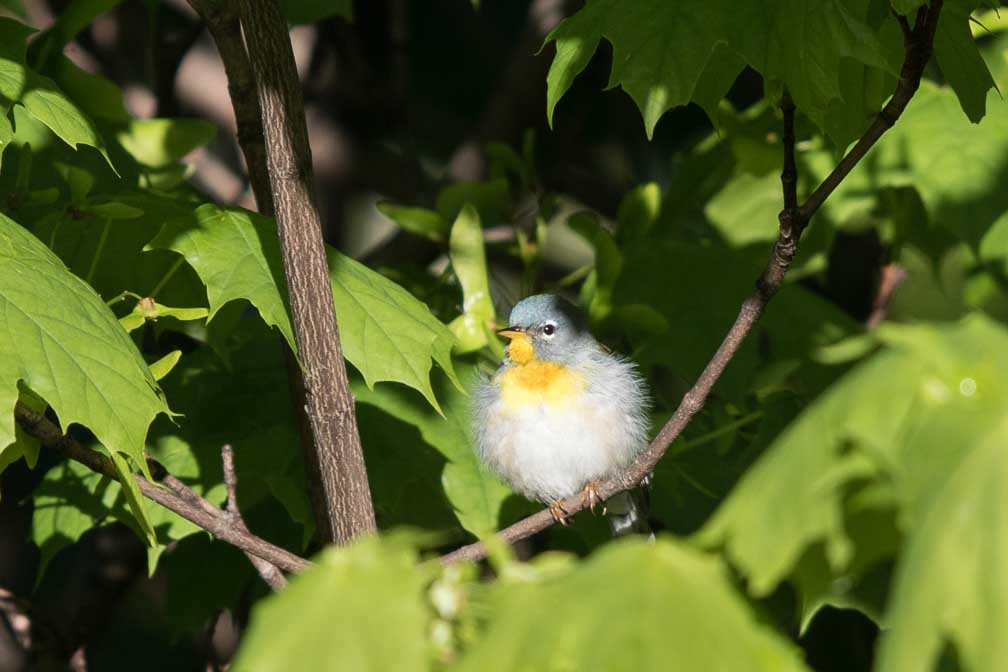 Canon EOS 7D Mark II  --  EF600mm f/4L IS II USM -- 1/800 sec at f / 5.0 -- ISO 200 -- 0 EV -- 