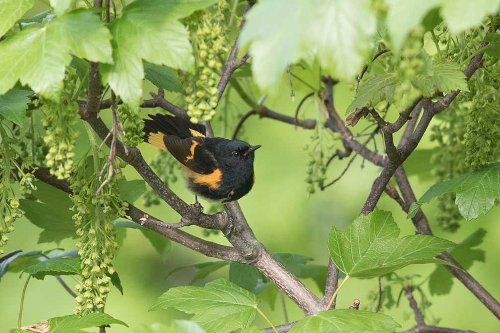 Canon EOS 7D Mark II  --  EF600mm f/4L IS II USM -- 1/1250 sec at f / 5.0 -- ISO 1250 -- 2/3 EV -- 