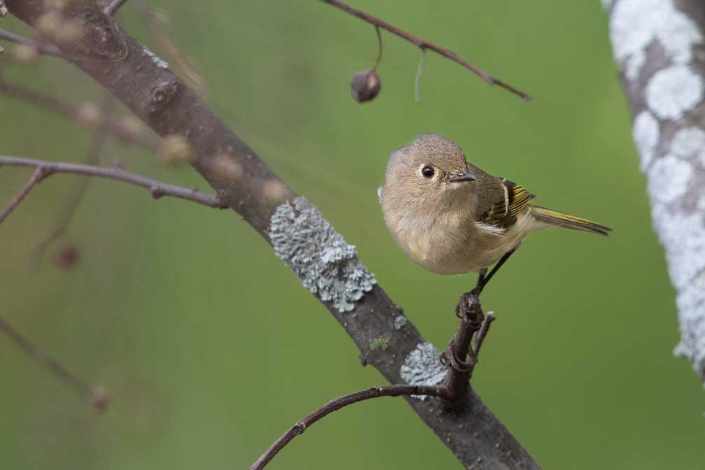 Canon EOS 7D Mark II  --  EF600mm f/4L IS II USM -- 1/640 sec at f / 5.0 -- ISO 320 -- 0 EV -- 