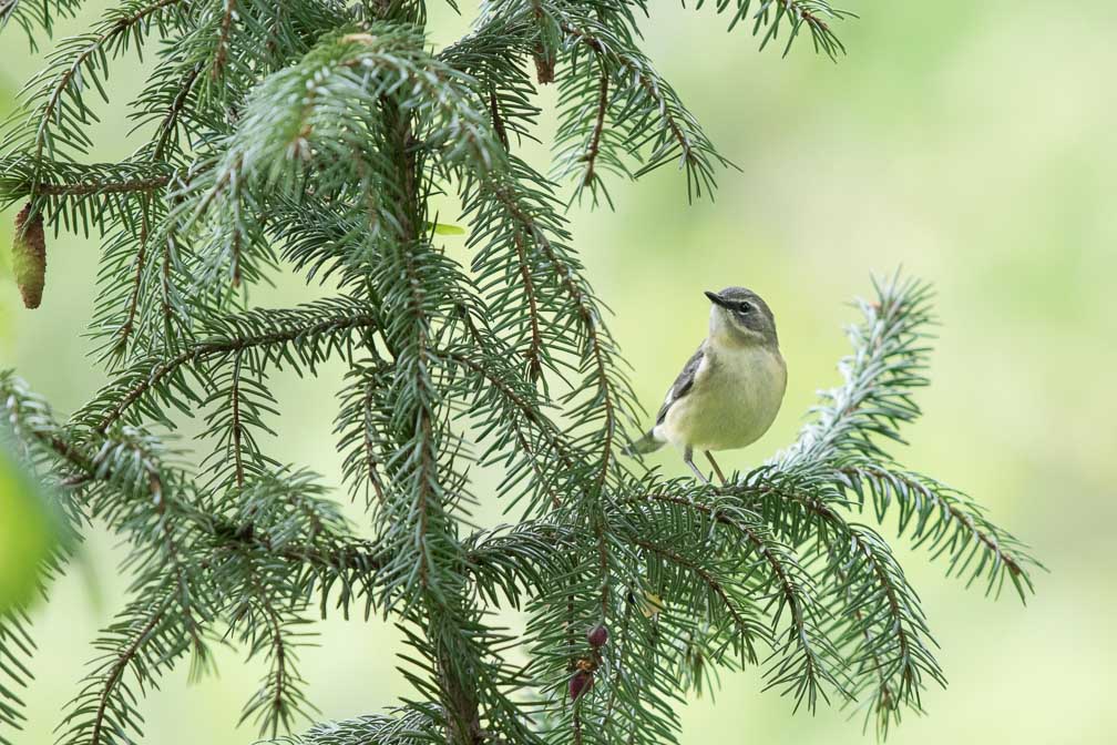 Canon EOS 7D Mark II  --  EF600mm f/4L IS II USM -- 1/400 sec at f / 5.0 -- ISO 1250 -- 1 1/3 EV -- 