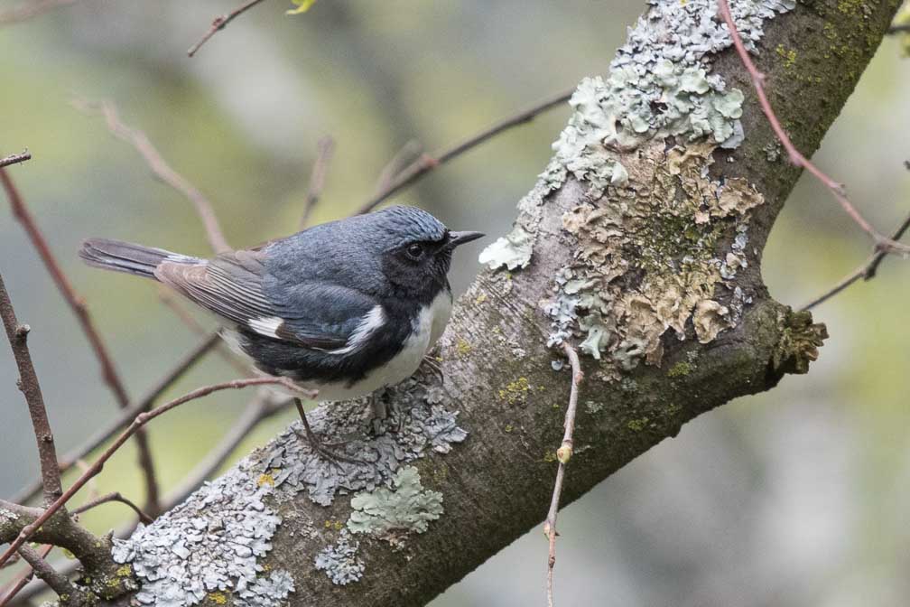 Canon EOS 7D Mark II  --  EF600mm f/4L IS II USM -- 1/1600 sec at f / 5.0 -- ISO 800 -- 2/3 EV -- 