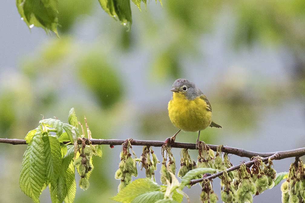 Canon EOS 7D Mark II  --  EF600mm f/4L IS II USM -- 1/500 sec at f / 4.5 -- ISO 2500 -- 2/3 EV -- 