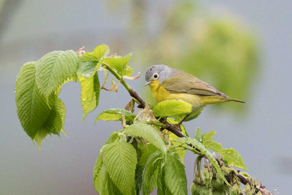 Canon EOS 7D Mark II  --  EF600mm f/4L IS II USM -- 1/500 sec at f / 4.5 -- ISO 2500 -- 2/3 EV -- 