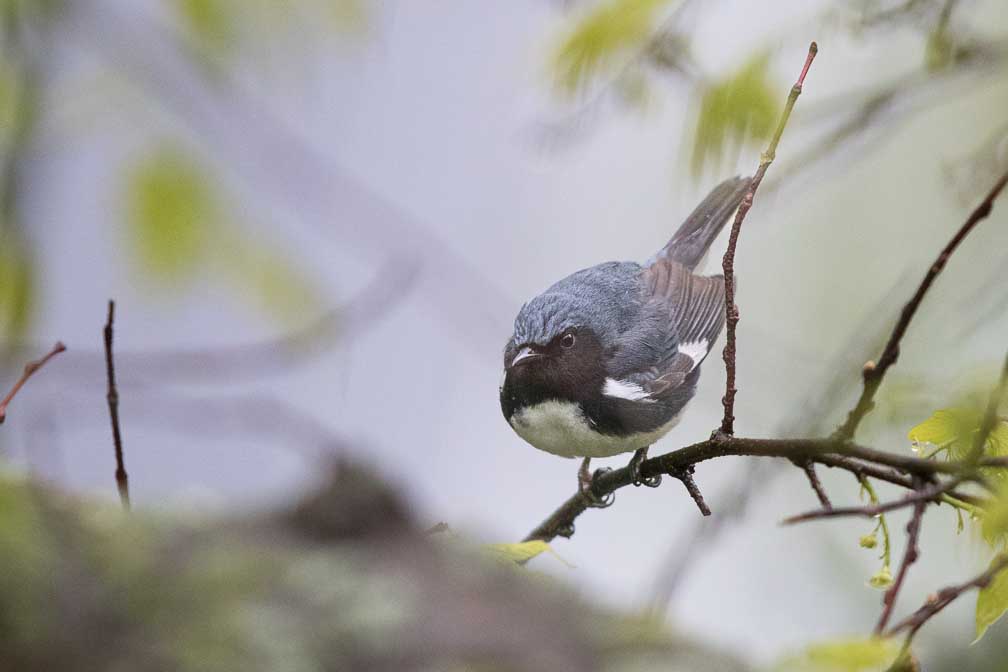 Canon EOS 7D Mark II  --  EF600mm f/4L IS II USM -- 1/3200 sec at f / 4.5 -- ISO 2500 -- 2/3 EV -- 