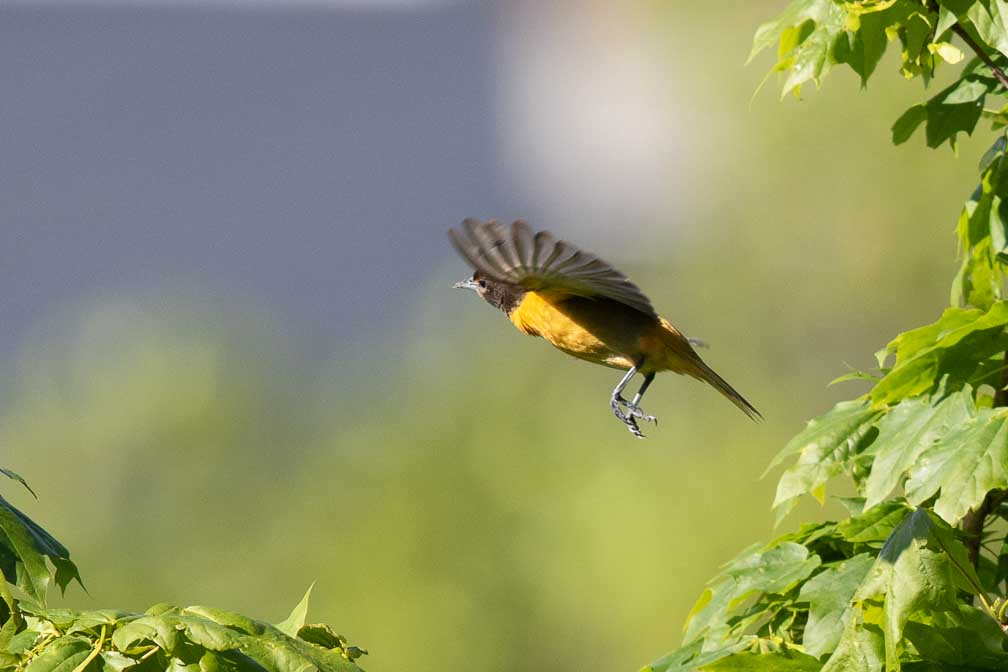 Canon EOS 7D Mark II  --  EF600mm f/4L IS II USM -- 1/2500 sec at f / 5.6 -- ISO 640 -- 0 EV -- 