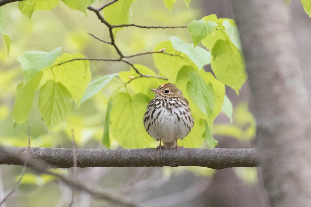 Canon EOS 7D Mark II  --  EF100-400mm f/4.5-5.6L IS II USM -- 1/400 sec at f / 6.3 -- ISO 1600 -- 1 EV -- 