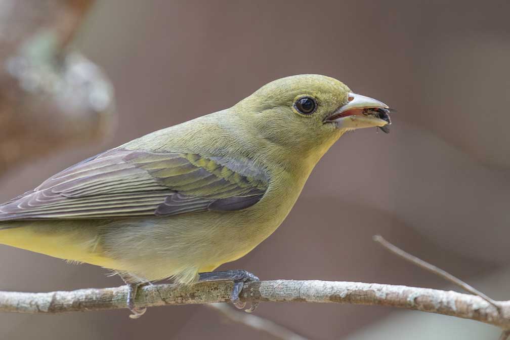 Canon EOS 7D Mark II  --  EF100-400mm f/4.5-5.6L IS II USM -- 1/160 sec at f / 6.3 -- ISO 1250 -- 1/3 EV -- 