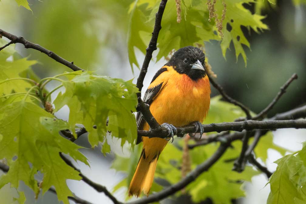 Canon EOS 7D Mark II  --  EF100-400mm f/4.5-5.6L IS II USM -- 1/1000 sec at f / 5.6 -- ISO 1250 -- 1/3 EV -- 