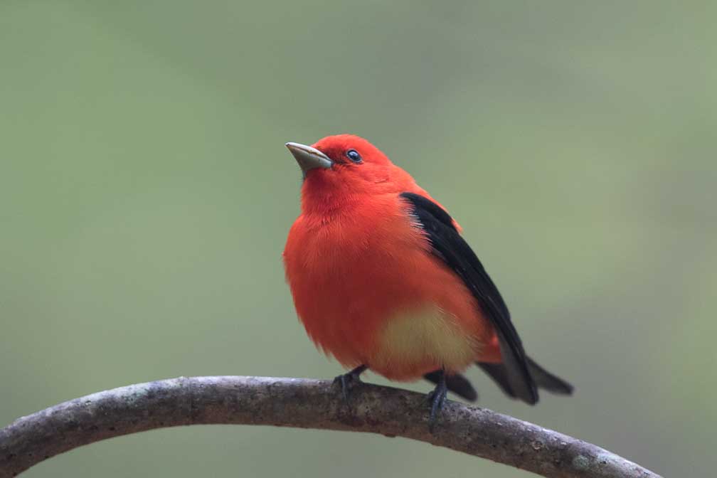 Canon EOS 7D Mark II  --  EF600mm f/4L IS II USM -- 1/400 sec at f / 4.5 -- ISO 1250 -- 1/3 EV -- 