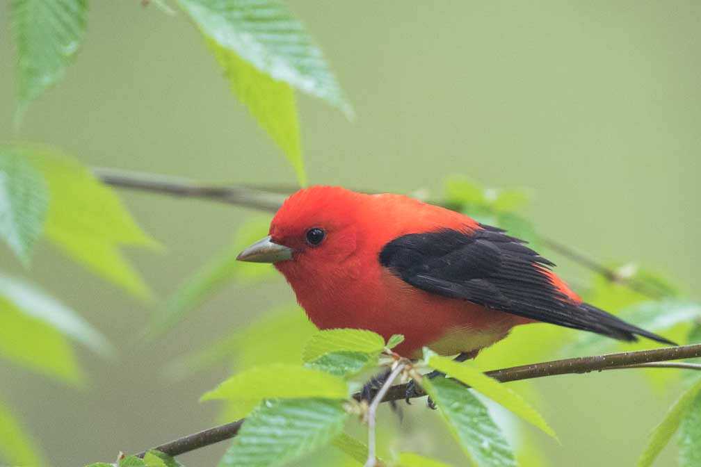 Canon EOS 7D Mark II  --  EF600mm f/4L IS II USM -- 1/250 sec at f / 4.5 -- ISO 1600 -- 1/3 EV -- 