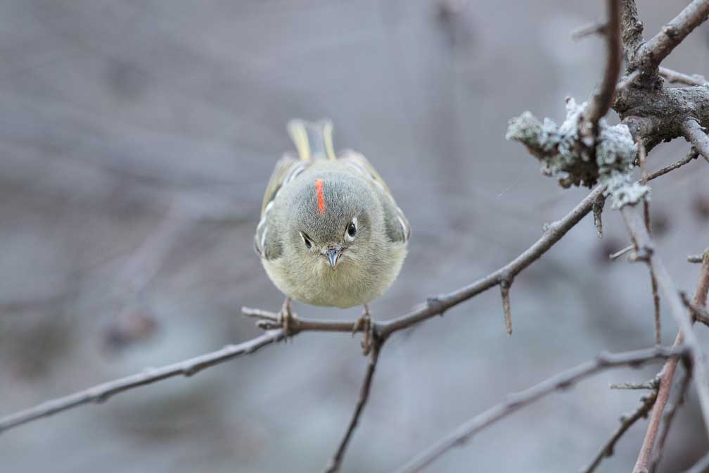 Canon EOS 7D Mark II  --  EF600mm f/4L IS II USM -- 1/400 sec at f / 4.0 -- ISO 1250 -- 1 EV -- 