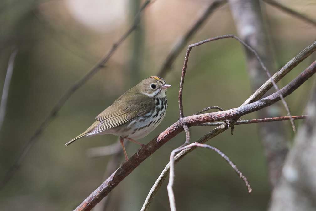 Canon EOS 7D Mark II  --  EF600mm f/4L IS II USM -- 1/400 sec at f / 5.0 -- ISO 1250 -- 0 EV -- 