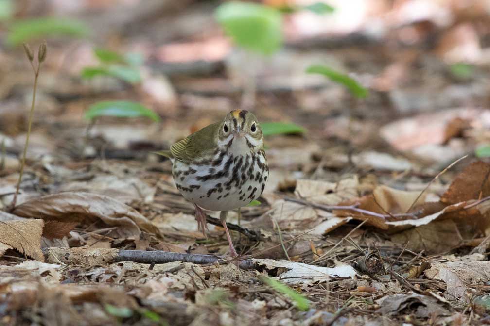 Canon EOS 7D Mark II  --  EF600mm f/4L IS II USM -- 1/500 sec at f / 5.0 -- ISO 1250 -- 0 EV -- 