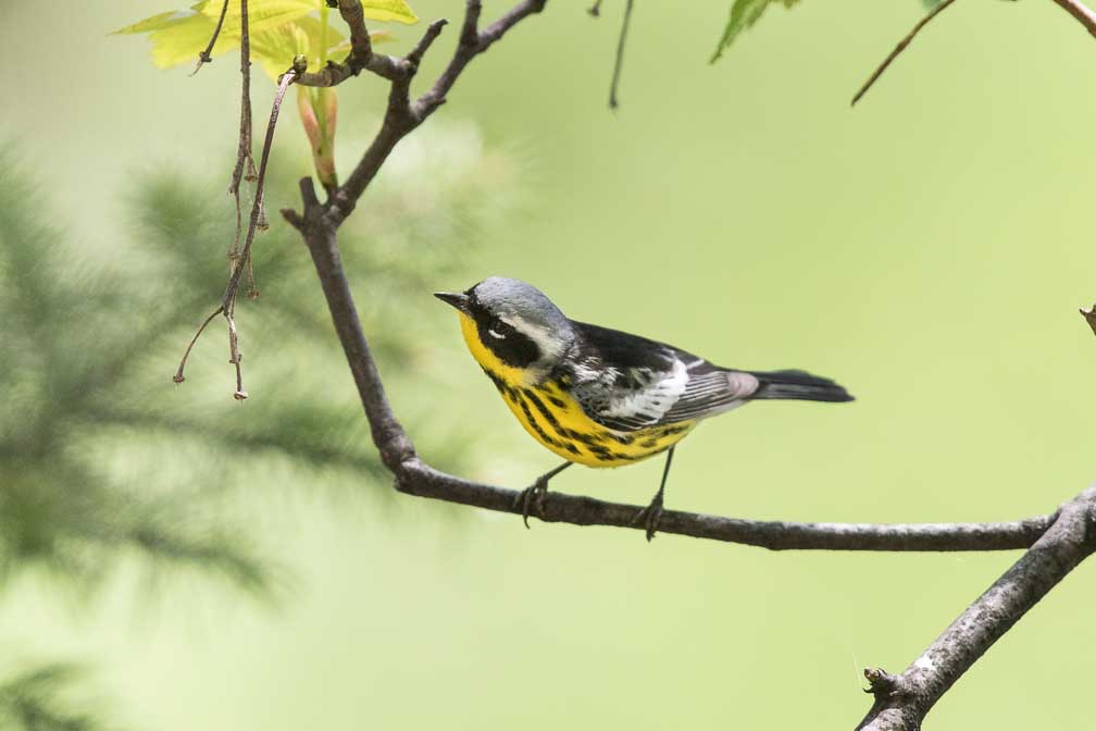 Canon EOS 7D Mark II  --  EF600mm f/4L IS II USM -- 1/1600 sec at f / 4.5 -- ISO 400 -- 1/3 EV -- 