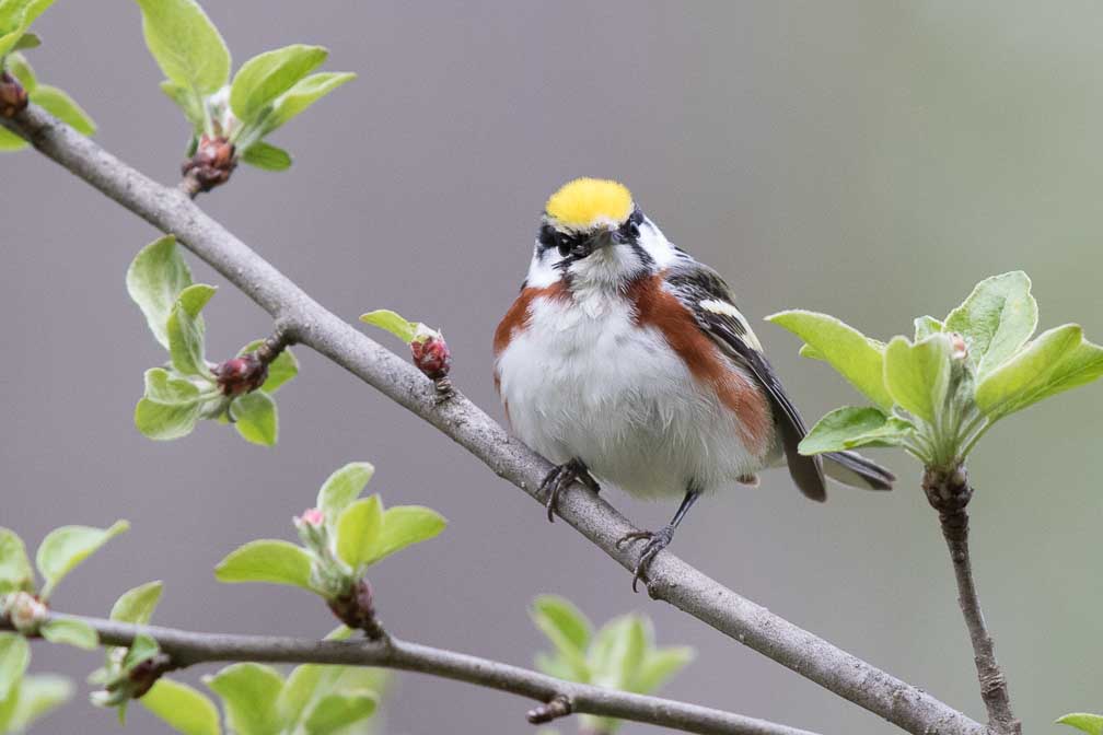 Canon EOS 7D Mark II  --  EF600mm f/4L IS II USM -- 1/800 sec at f / 5.0 -- ISO 800 -- 2/3 EV -- 