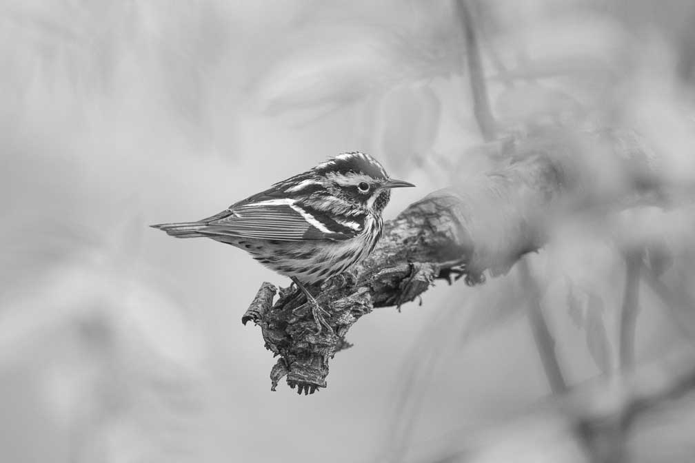 Canon EOS 7D Mark II  --  EF600mm f/4L IS II USM -- 1/1000 sec at f / 4.5 -- ISO 800 -- 2/3 EV -- 