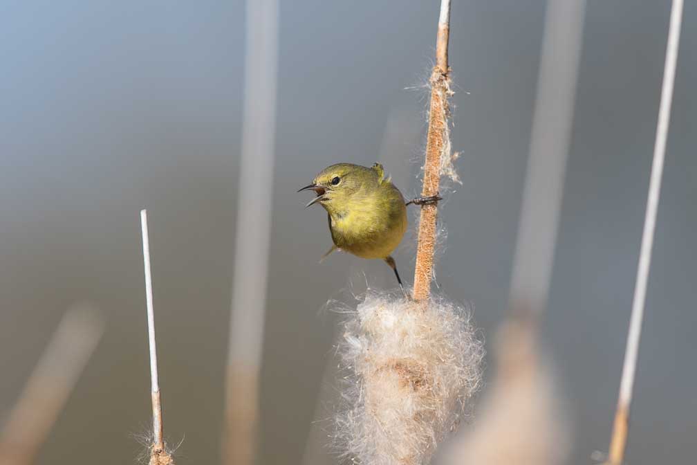 Canon EOS 7D Mark II  --  EF600mm f/4L IS II USM -- 1/2500 sec at f / 5.0 -- ISO 250 -- 1/3 EV -- 