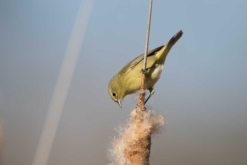 Canon EOS 7D Mark II  --  EF600mm f/4L IS II USM -- 1/4000 sec at f / 5.0 -- ISO 250 -- 1/3 EV -- 