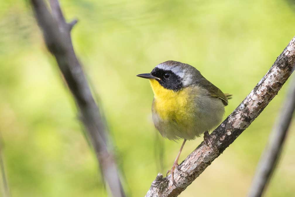 Canon EOS 7D Mark II  --  EF600mm f/4L IS II USM -- 1/800 sec at f / 4.5 -- ISO 640 -- 1 1/3 EV -- 