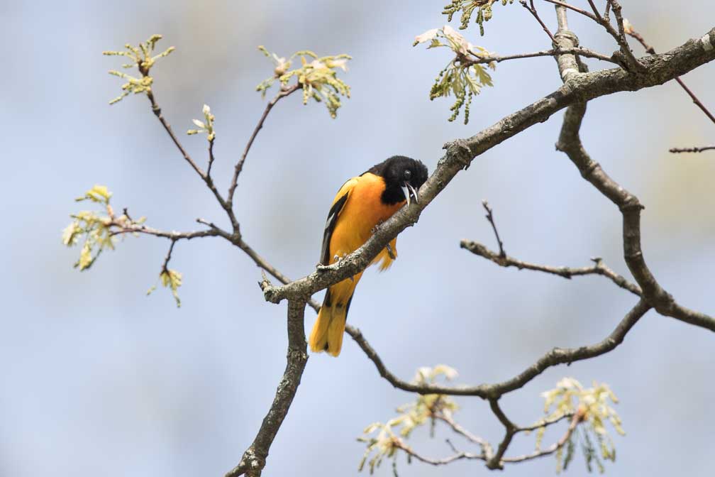 Canon EOS 7D Mark II  --  EF600mm f/4L IS II USM -- 1/3200 sec at f / 4.5 -- ISO 400 -- 2/3 EV -- 