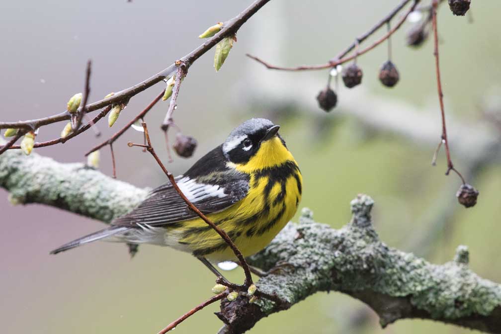 Canon EOS 7D Mark II  --  EF600mm f/4L IS II USM -- 1/2000 sec at f / 6.3 -- ISO 2500 -- 1 EV -- 