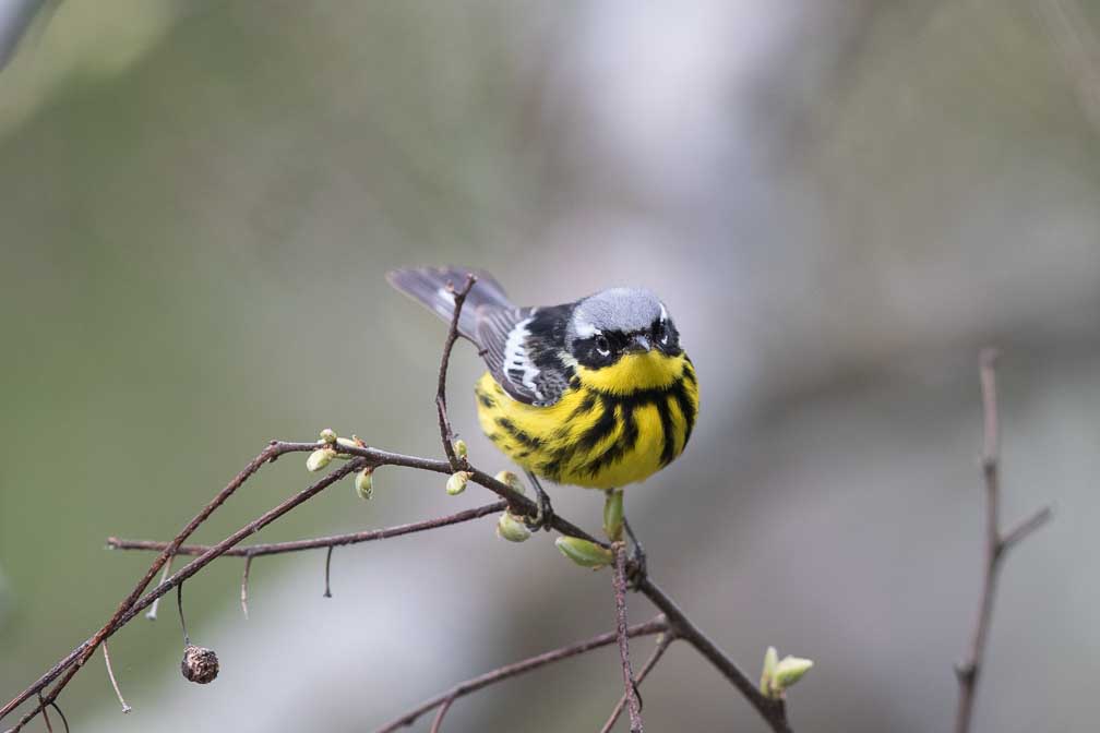 Canon EOS 7D Mark II  --  EF600mm f/4L IS II USM -- 1/1600 sec at f / 4.0 -- ISO 1000 -- 2/3 EV -- 