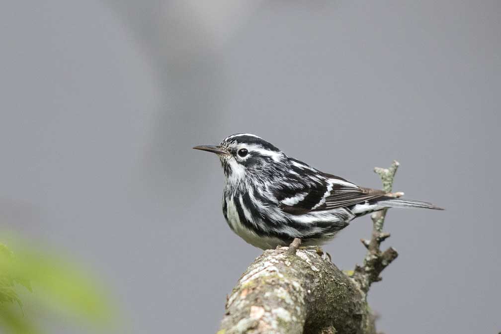 Canon EOS 7D Mark II  --  EF600mm f/4L IS II USM -- 1/2000 sec at f / 4.0 -- ISO 1000 -- 2/3 EV -- 