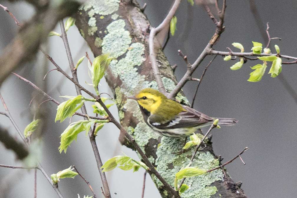 Canon EOS 7D Mark II  --  EF600mm f/4L IS II USM -- 1/400 sec at f / 5.0 -- ISO 1250 -- 1 EV -- 