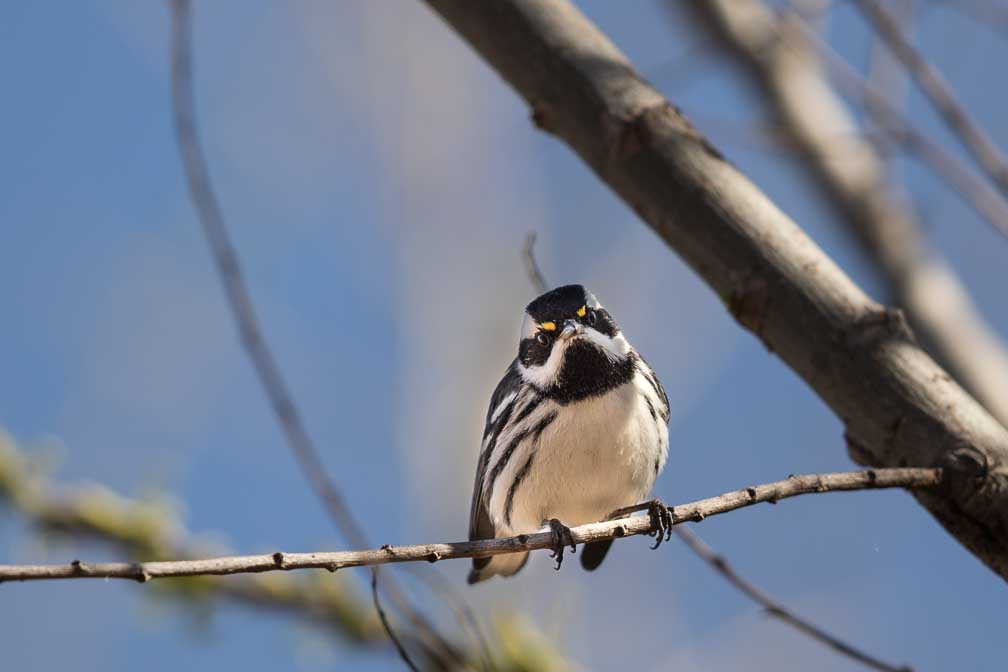 Canon EOS 7D Mark II  --  EF600mm f/4L IS II USM -- 1/1000 sec at f / 4.5 -- ISO 100 -- 0 EV -- 