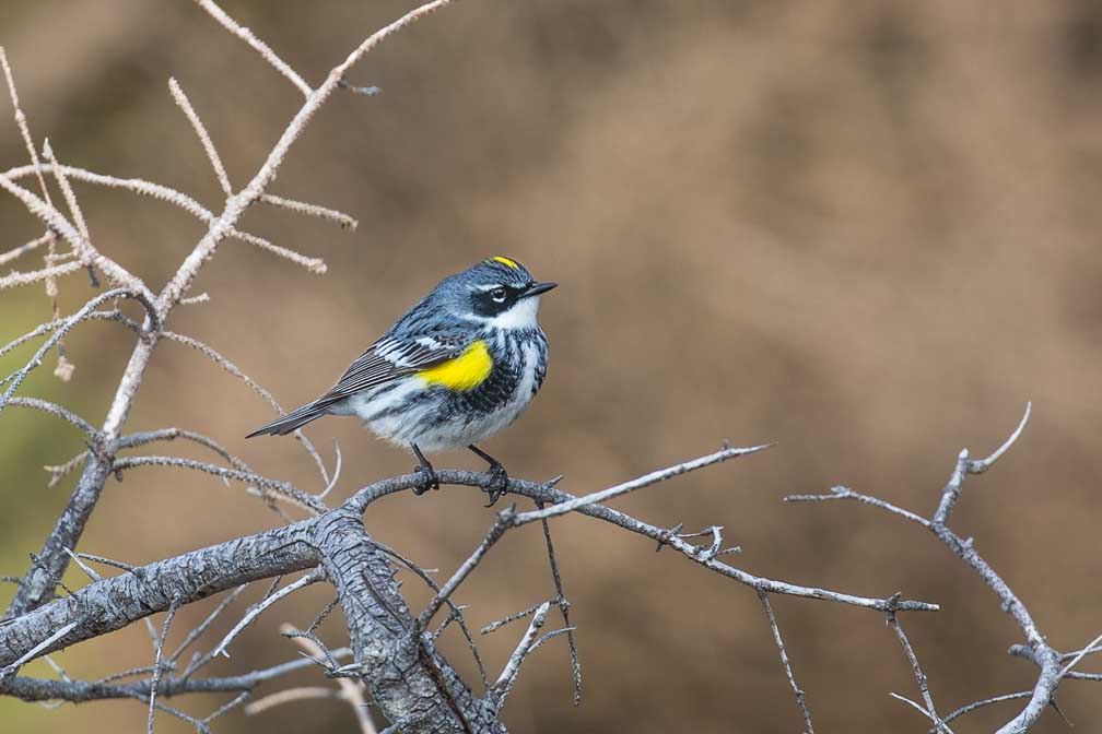 Canon EOS 5D Mark III  --  EF100-400mm f/4.5-5.6L IS II USM -- 1/400 sec at f / 6.3 -- ISO 200 -- 0 EV -- 