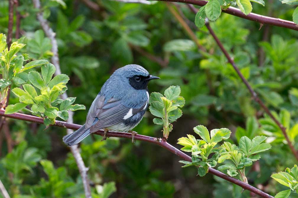 Canon EOS 5D Mark III  --  EF100-400mm f/4.5-5.6L IS II USM -- 1/500 sec at f / 6.3 -- ISO 800 -- 0 EV -- 