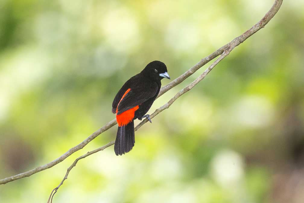 Canon EOS 5D Mark III  --  EF100-400mm f/4.5-5.6L IS II USM -- 1/2000 sec at f / 5.6 -- ISO 1250 -- 0 EV -- 