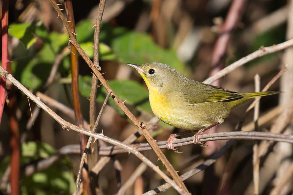 Canon EOS 5D Mark III  --  EF100-400mm f/4.5-5.6L IS II USM -- 1/3200 sec at f / 5.6 -- ISO 640 -- 0 EV -- 