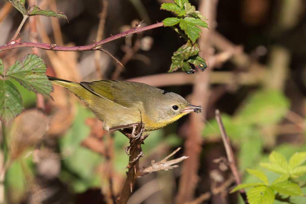 Canon EOS 5D Mark III  --  EF100-400mm f/4.5-5.6L IS II USM -- 1/1250 sec at f / 6.3 -- ISO 400 -- 0 EV -- 