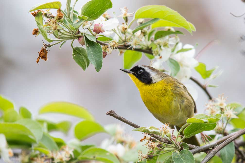 Canon EOS 5D Mark III  --  EF600mm f/4L IS II USM -- 1/1000 sec at f / 4.5 -- ISO 800 -- 2/3 EV -- 